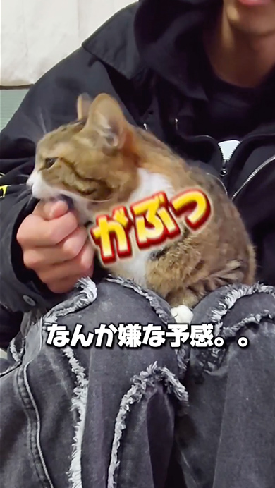 いつも厳しい猫が次男にお年玉
