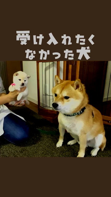 柴犬夫婦