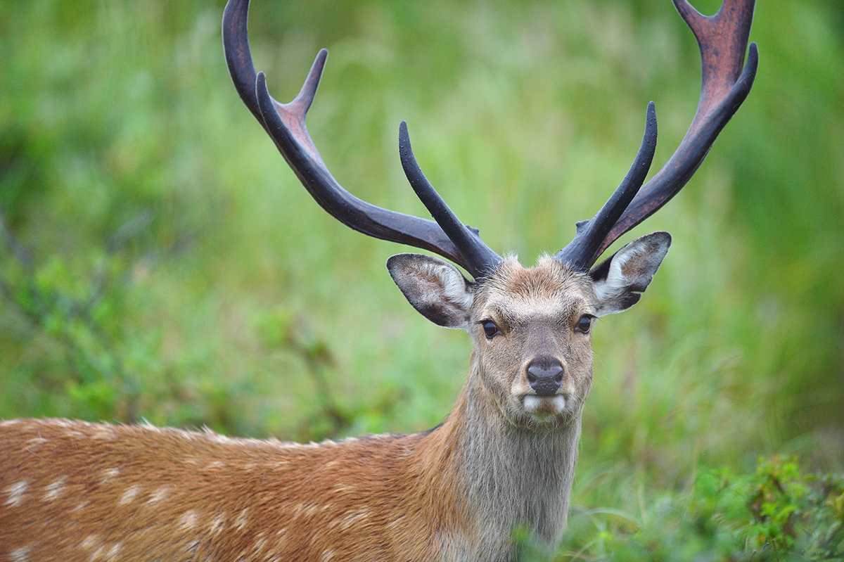 シカ　角　北海道 鹿ツノ】6本セット4.6キロ 北海道産 エゾシカ 鹿の角 天然