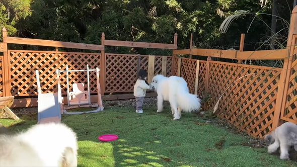 大型犬が2歳児にそっと添い寝する動画