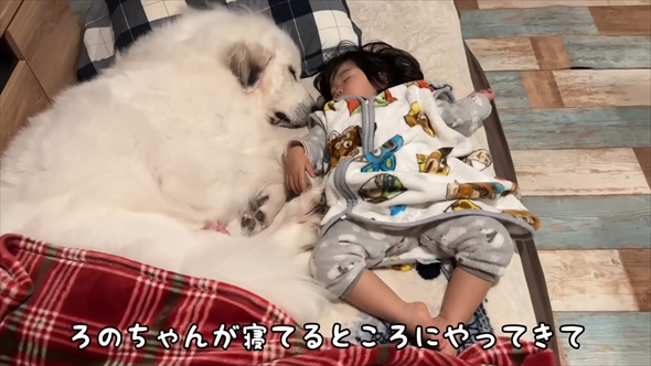 大型犬が2歳児にそっと添い寝する動画