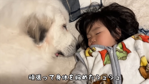 大型犬が2歳児にそっと添い寝する動画