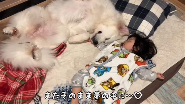 大型犬が2歳児にそっと添い寝する動画