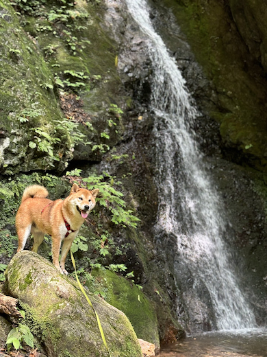 山中での岳くん
