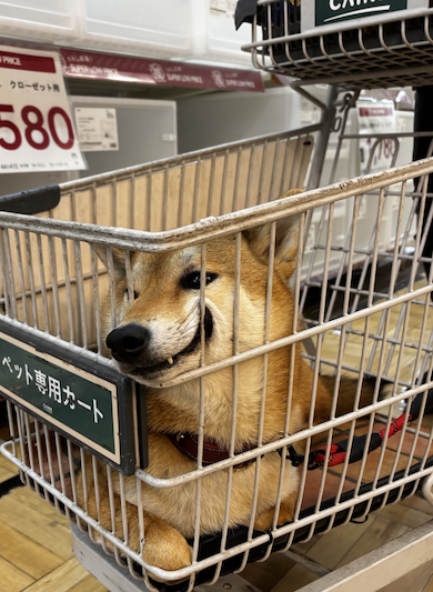 カートの岳くん