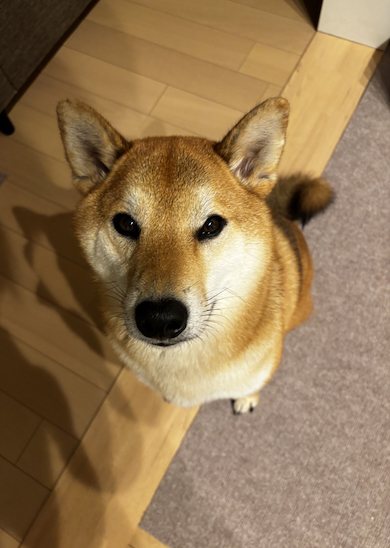 おやつをねだる岳くん