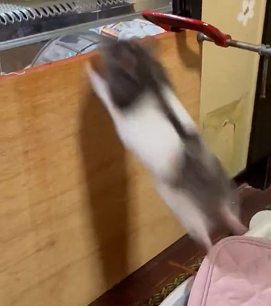 跳ぶハムスター