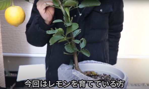 初心者でも必ずレモンの実がなる方法
