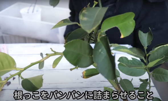 鉢植えを根っこでパンパンにする