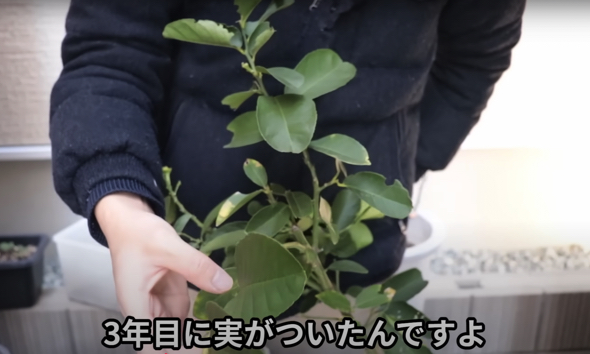3年育てたレモンの木