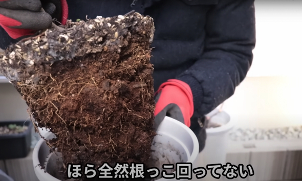 根の成長が遅いレモン