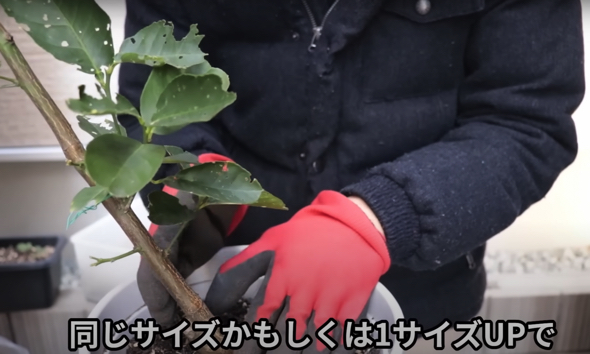 小さい鉢を選ぶのがポイント