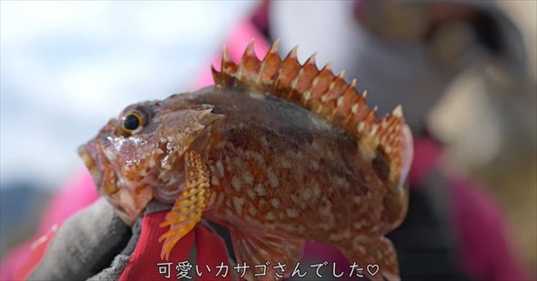 白身の天ぷらを食べたい女性がひとりで海釣りに来たら大物がヒット