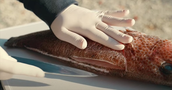 白身の天ぷらを食べたい女性がひとりで海釣りに来たら大物がヒット