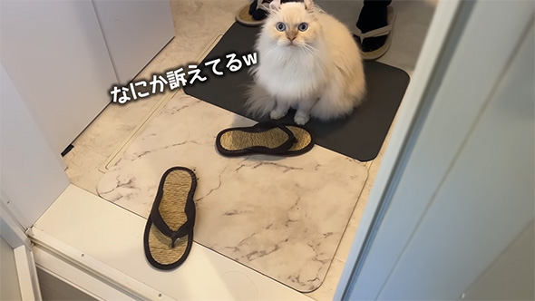 なにか訴えてる