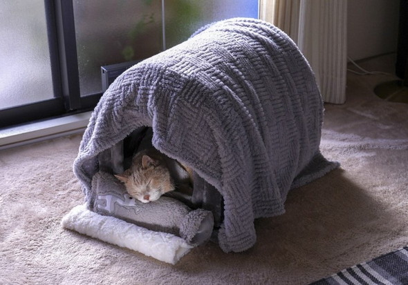 ドームベッドで眠る猫ちゃん