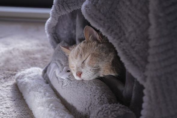 ドームベッドで眠る猫ちゃん