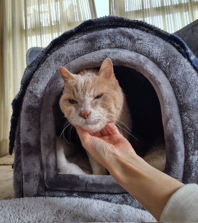 あごをなでられている猫ちゃん