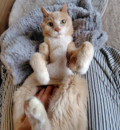 あおむけでなでられている猫ちゃん