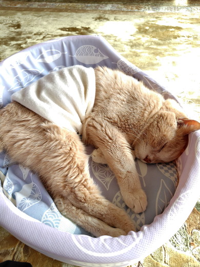 寝ている猫ちゃん