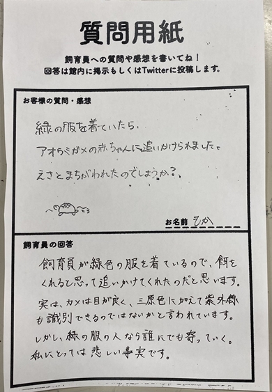 アオウミガメの赤ちゃんの真実