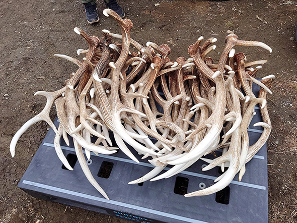 大量の鹿の角