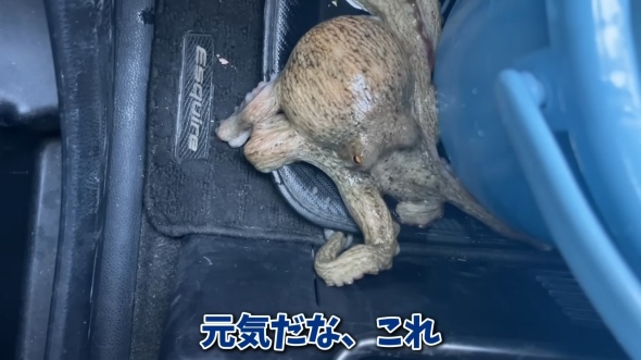 車の中で脱走するほど元気