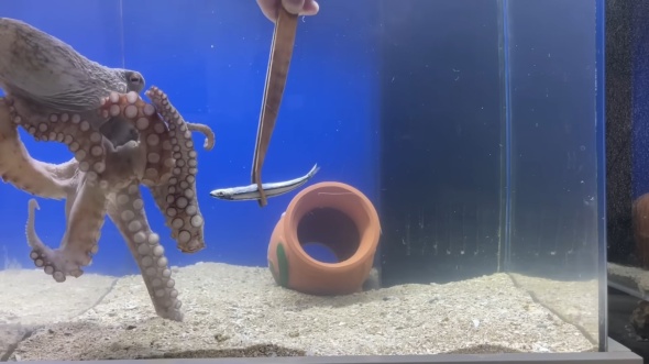 キビナゴは食べず