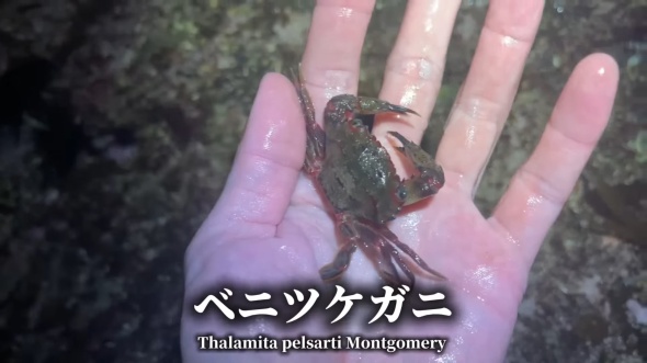 餌のベニツケガニをとる