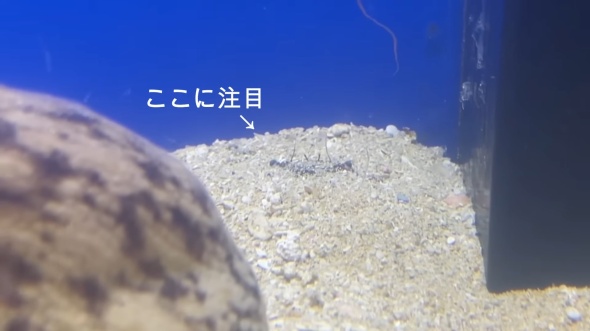 カニ、まだ生きてた