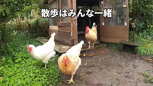 散歩はみんな一緒