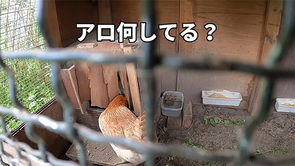 アロ何している