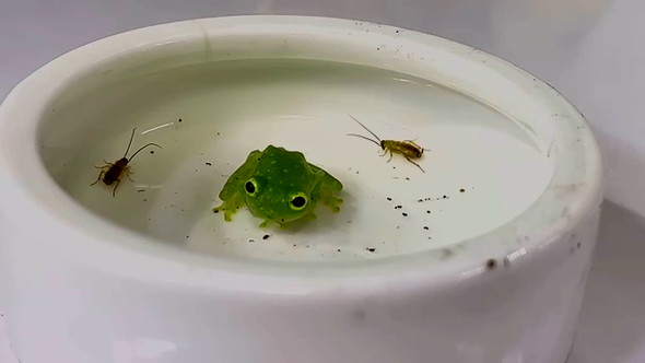 虫に興味を示すぐみちゃん