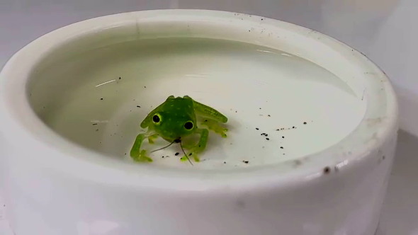 虫をくわえている