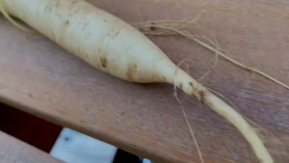 傘袋の中で育った守口大根の根