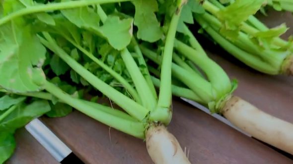 傘袋の中で育った守口大根の葉っぱ