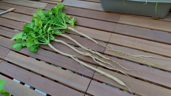 傘袋の中で育った非常に長い守口大根の全体像