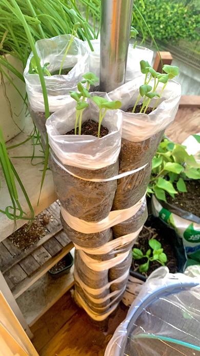 2連結された傘袋の中から姿を見せている守口大根の芽