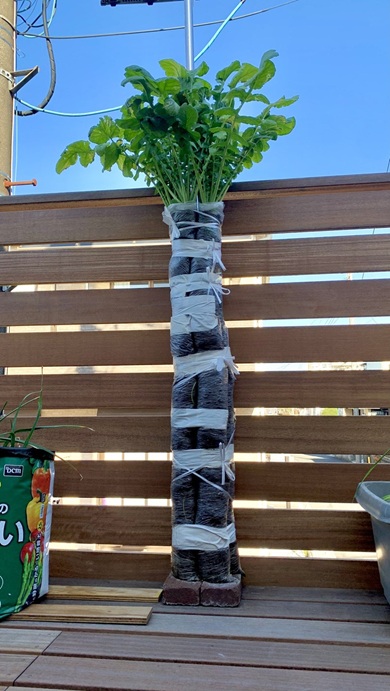 2連結された傘袋の中で育つ守口大根