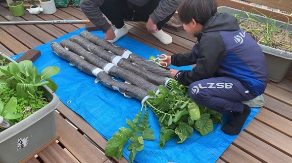 傘袋をハサミで切り開いて守口大根を収穫する様子