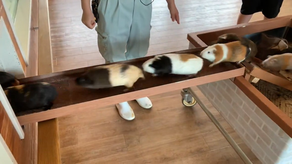 モルモット 大移動 仙台 八木山動物園