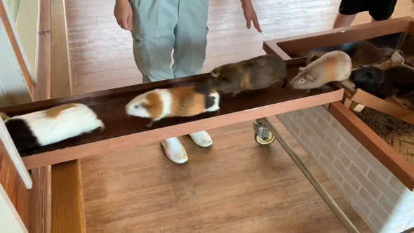 モルモット 大移動 仙台 八木山動物園