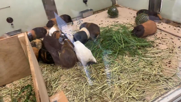 モルモット 大移動 仙台 八木山動物園