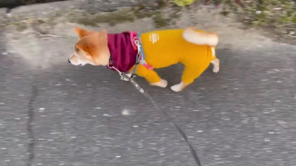 拒否柴になる瞬間