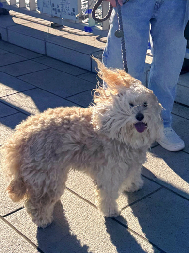 2時間前にしっかりブラッシングしたはずのワンコ