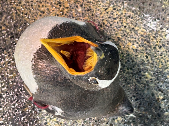 めちゃくちゃ良い姿勢