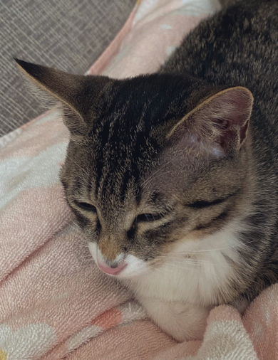 猫を2匹飼うと？