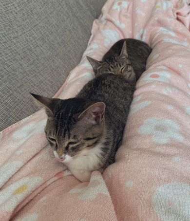 「足の間に直列で並ぶ」猫たち