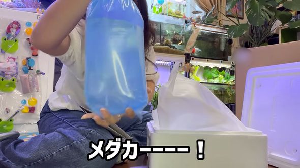 アクアリウムの福袋に入っていたメダカ