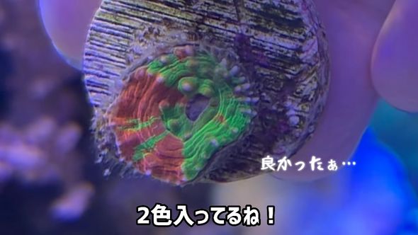 アクアリウムの福袋に入っていた体色が2種類のサンゴ